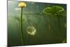 Yellow Water Lilies (Nuphar Lutea) Viewed from Underwater, Lake Skadar, Lake Skadar Np, Montenegro-Radisics-Mounted Photographic Print