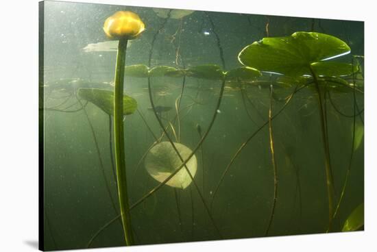 Yellow Water Lilies (Nuphar Lutea) Viewed from Underwater, Lake Skadar, Lake Skadar Np, Montenegro-Radisics-Stretched Canvas