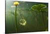 Yellow Water Lilies (Nuphar Lutea) Viewed from Underwater, Lake Skadar, Lake Skadar Np, Montenegro-Radisics-Stretched Canvas