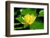 Yellow Water Lily with Green Leaves Swimming in a Pond-Viejo-Framed Photographic Print