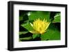 Yellow Water Lily with Green Leaves Swimming in a Pond-Viejo-Framed Photographic Print