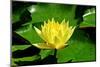 Yellow Water Lily with Green Leaves Swimming in a Pond-Viejo-Mounted Photographic Print