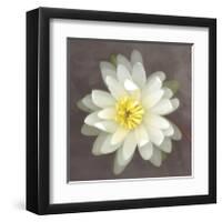 Yellow Water Lily-Erin Clark-Framed Giclee Print