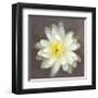 Yellow Water Lily-Erin Clark-Framed Giclee Print