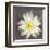 Yellow Water Lily-Erin Clark-Framed Giclee Print