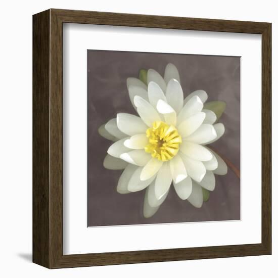 Yellow Water Lily-Erin Clark-Framed Giclee Print