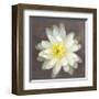 Yellow Water Lily-Erin Clark-Framed Giclee Print