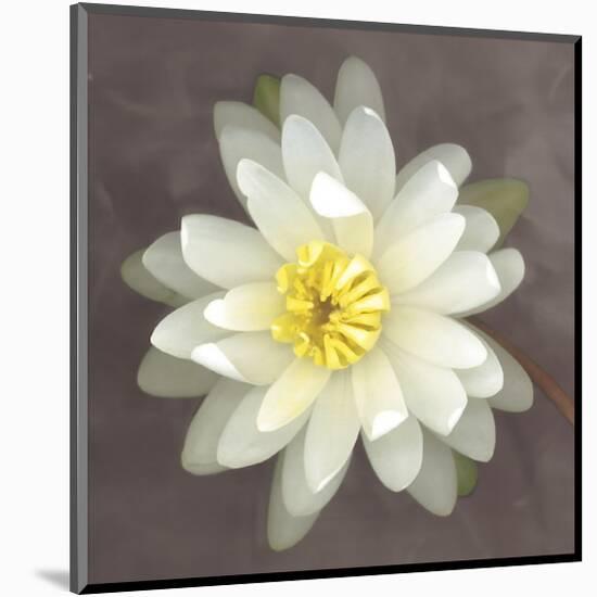 Yellow Water Lily-Erin Clark-Mounted Giclee Print