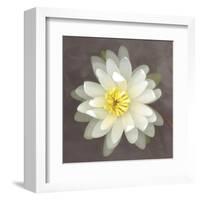 Yellow Water Lily-Erin Clark-Framed Art Print