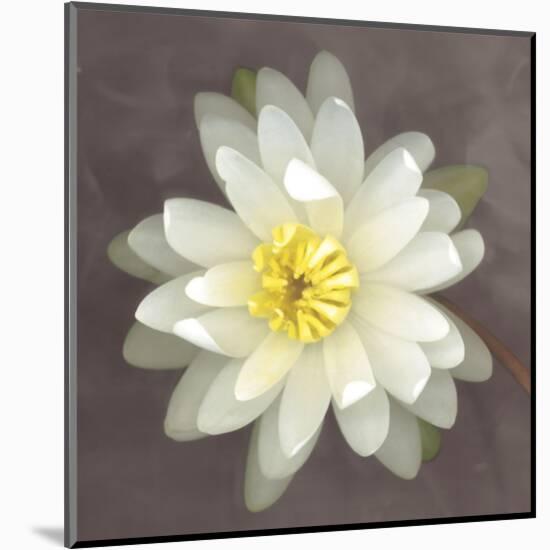 Yellow Water Lily-Erin Clark-Mounted Art Print