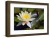 Yellow Water Lily-Glaidlaw-Framed Photographic Print