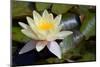 Yellow Water Lily-Glaidlaw-Mounted Photographic Print