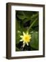 Yellow Water Lily-Thom Morris-Framed Photographic Print