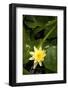 Yellow Water Lily-Thom Morris-Framed Photographic Print