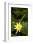 Yellow Water Lily-Thom Morris-Framed Photographic Print