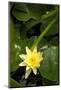 Yellow Water Lily-Thom Morris-Mounted Photographic Print