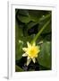 Yellow Water Lily-Thom Morris-Framed Photographic Print