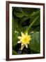 Yellow Water Lily-Thom Morris-Framed Photographic Print