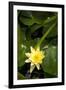 Yellow Water Lily-Thom Morris-Framed Photographic Print