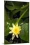 Yellow Water Lily-Thom Morris-Mounted Photographic Print