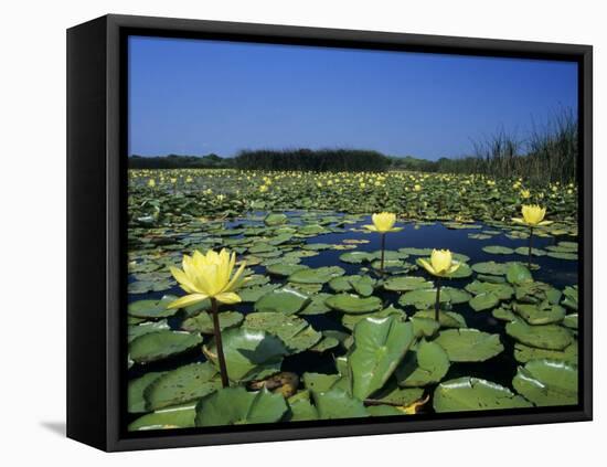 Yellow Waterlily, Welder Wildlife Refuge, Sinton, Texas, USA-Rolf Nussbaumer-Framed Stretched Canvas