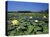 Yellow Waterlily, Welder Wildlife Refuge, Sinton, Texas, USA-Rolf Nussbaumer-Stretched Canvas