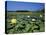 Yellow Waterlily, Welder Wildlife Refuge, Sinton, Texas, USA-Rolf Nussbaumer-Stretched Canvas