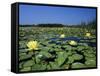 Yellow Waterlily, Welder Wildlife Refuge, Sinton, Texas, USA-Rolf Nussbaumer-Framed Stretched Canvas