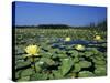 Yellow Waterlily, Welder Wildlife Refuge, Sinton, Texas, USA-Rolf Nussbaumer-Stretched Canvas