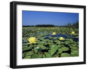 Yellow Waterlily, Welder Wildlife Refuge, Sinton, Texas, USA-Rolf Nussbaumer-Framed Photographic Print