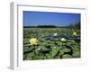 Yellow Waterlily, Welder Wildlife Refuge, Sinton, Texas, USA-Rolf Nussbaumer-Framed Photographic Print