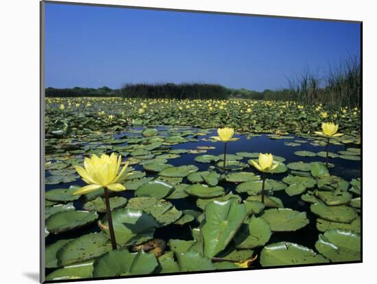 Yellow Waterlily, Welder Wildlife Refuge, Sinton, Texas, USA-Rolf Nussbaumer-Mounted Photographic Print