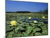 Yellow Waterlily, Welder Wildlife Refuge, Sinton, Texas, USA-Rolf Nussbaumer-Mounted Photographic Print