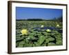 Yellow Waterlily, Welder Wildlife Refuge, Sinton, Texas, USA-Rolf Nussbaumer-Framed Photographic Print