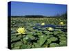 Yellow Waterlily, Welder Wildlife Refuge, Sinton, Texas, USA-Rolf Nussbaumer-Stretched Canvas