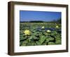 Yellow Waterlily, Welder Wildlife Refuge, Sinton, Texas, USA-Rolf Nussbaumer-Framed Photographic Print