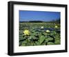 Yellow Waterlily, Welder Wildlife Refuge, Sinton, Texas, USA-Rolf Nussbaumer-Framed Photographic Print