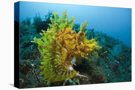 Yellow Weedy Scorpionfish (Rhinopias Frondosa), Alam Batu, Bali, Indonesia-Reinhard Dirscherl-Stretched Canvas