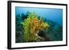 Yellow Weedy Scorpionfish (Rhinopias Frondosa), Alam Batu, Bali, Indonesia-Reinhard Dirscherl-Framed Photographic Print