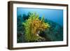 Yellow Weedy Scorpionfish (Rhinopias Frondosa), Alam Batu, Bali, Indonesia-Reinhard Dirscherl-Framed Photographic Print