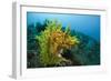 Yellow Weedy Scorpionfish (Rhinopias Frondosa), Alam Batu, Bali, Indonesia-Reinhard Dirscherl-Framed Photographic Print