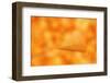 Yellow Weightless-Philippe Sainte-Laudy-Framed Photographic Print