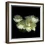 Yellow White Tulips 1-Magda Indigo-Framed Photographic Print