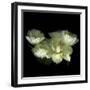 Yellow White Tulips 1-Magda Indigo-Framed Photographic Print