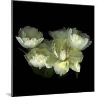 Yellow White Tulips 1-Magda Indigo-Mounted Photographic Print