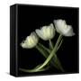 Yellow White Tulips 2-Magda Indigo-Framed Stretched Canvas
