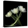 Yellow White Tulips 2-Magda Indigo-Stretched Canvas