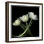 Yellow White Tulips 2-Magda Indigo-Framed Photographic Print
