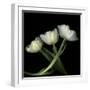 Yellow White Tulips 2-Magda Indigo-Framed Photographic Print