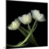 Yellow White Tulips 2-Magda Indigo-Mounted Photographic Print